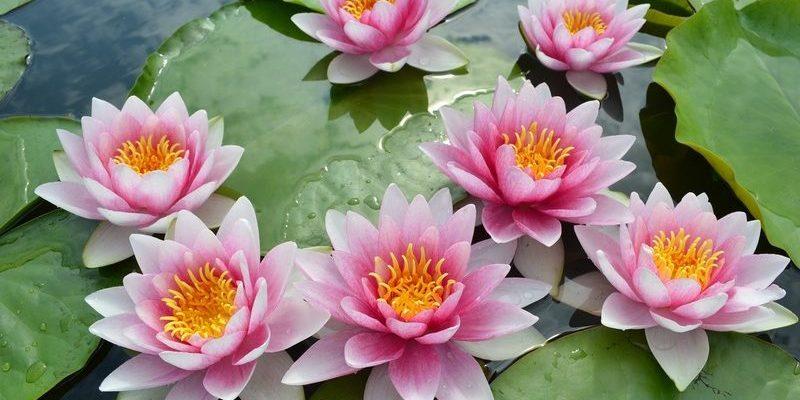 Лотос, водяная лилия (кувшинки), кубышки: сходства и различия