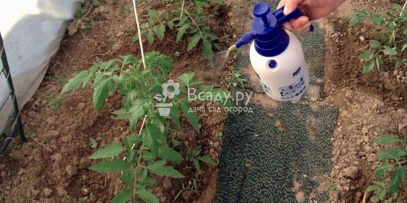 Молоко, йод и борная кислота - защита и подкормка для растений