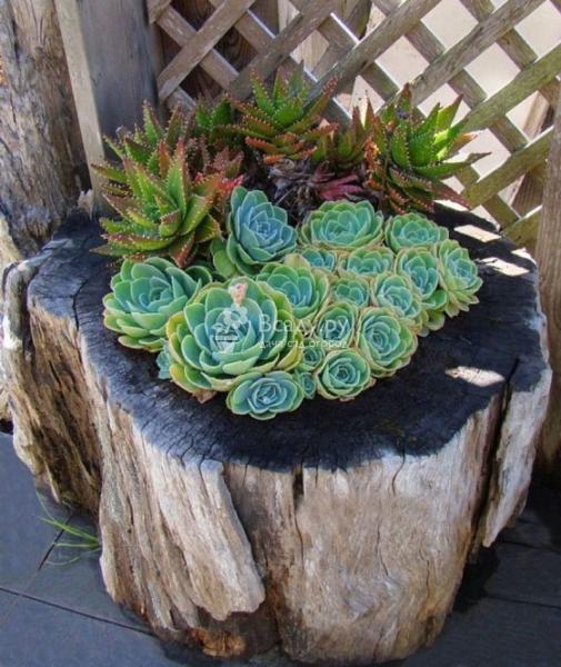Газоны и цветники на даче: фото необычных идей Газоны и клумбы на даче: фото необычных идей