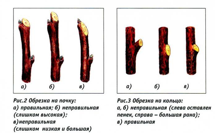 Обрезка сливы — раскрываем секреты