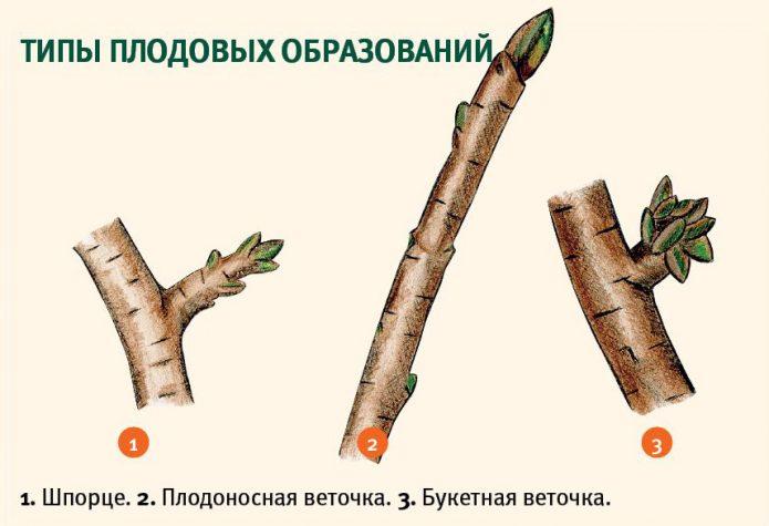 Обрезка сливы — раскрываем секреты