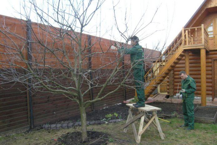 Обрезка сливы — раскрываем секреты