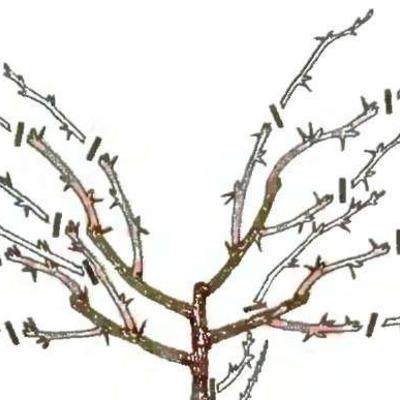 Обрезка сливы — раскрываем секреты