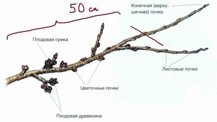 Обрезка сливы — раскрываем секреты