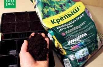 Как вырастить рассаду петунии дома – пошаговый мастер-класс с фото Как вырастить рассаду петунии дома – пошаговый мастер-класс с фото