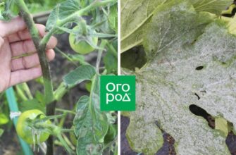 Фитофтора, мучнистая роса, серая гниль... Как избавиться от вредных грибков на участке?