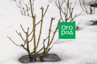 Укрывайте осторожно: 10 многолетников, которые не выносят вымокания Укрывайте осторожно: 10 многолетников, которые не выносят вымокания