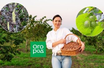 Как вырастить лесной орех на даче