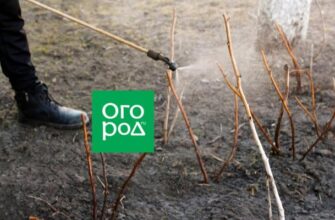 Весенняя обработка малины от болезней и вредителей: препараты и сроки