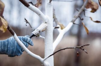 Что делать, если не успели побелить деревья до холодов